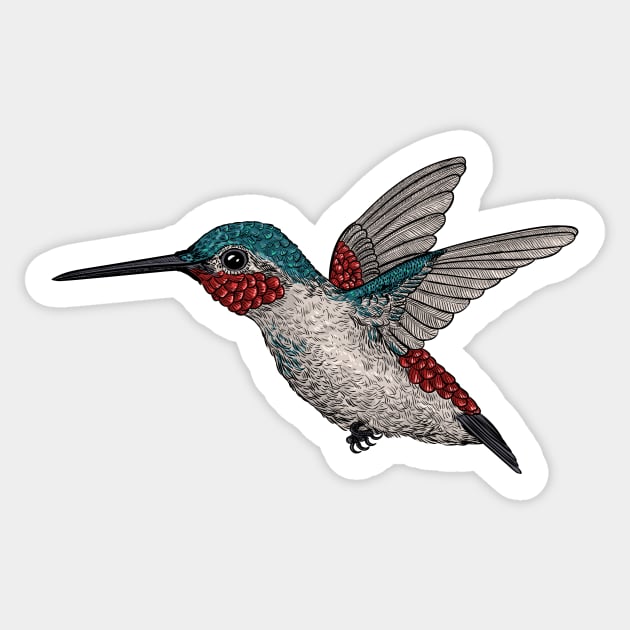 Hummingbird 2 Sticker by katerinamk